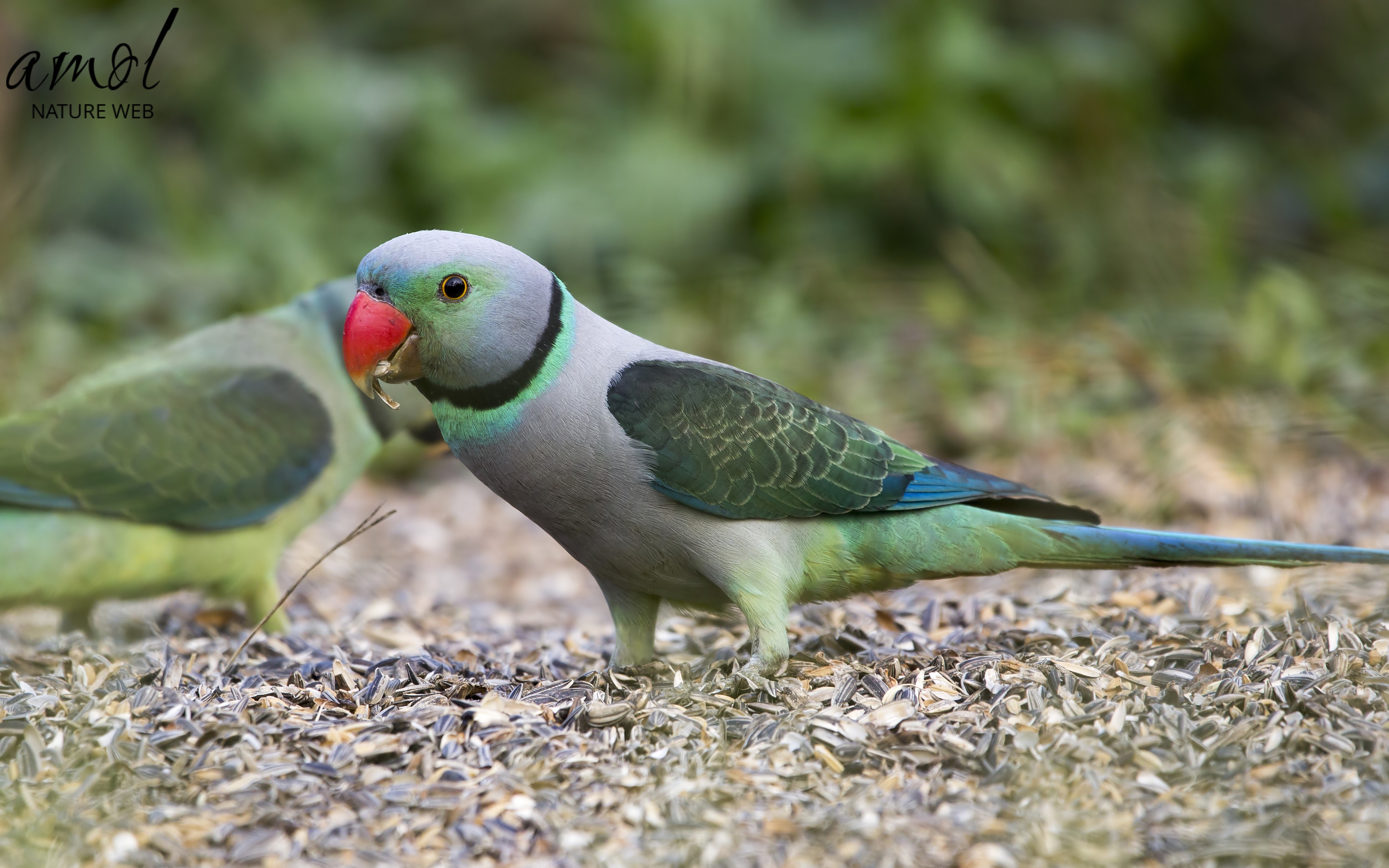 Blue-winged Parakeet